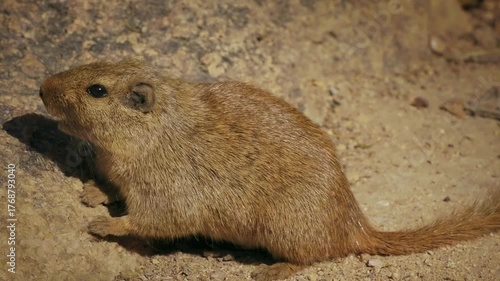 Dassie rat Petromus typicus or Noki, African rodent found among rocky outcroppings, similar habitats as hyrax, sometimes called rock rats, cute mouse like animal on the rock in Namibia. Feeds on rock.