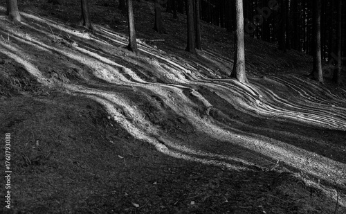 sunbeam in forest giving a stripe pattern and an harmonic background
