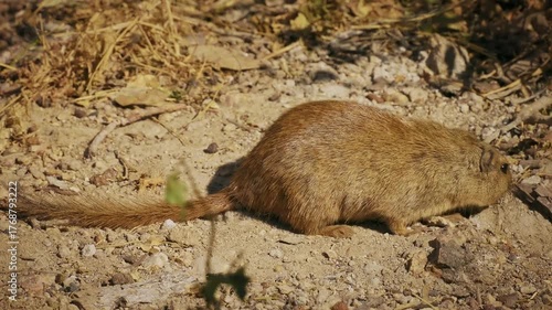 Dassie rat Petromus typicus or Noki, African rodent found among rocky outcroppings, similar habitats as hyrax, sometimes called rock rats, cute mouse like animal on the rock in Namibia. Feeds on rock.