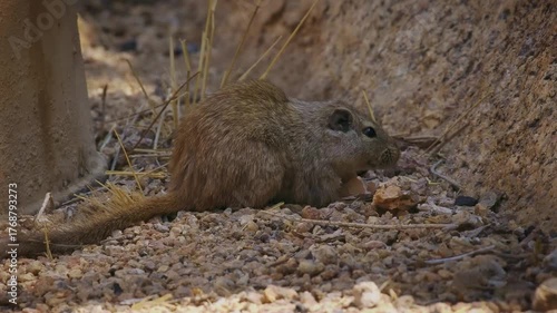 Dassie rat Petromus typicus or Noki, African rodent found among rocky outcroppings, similar habitats as hyrax, sometimes called rock rats, cute mouse like animal on the rock in Namibia. Feeds on rock.