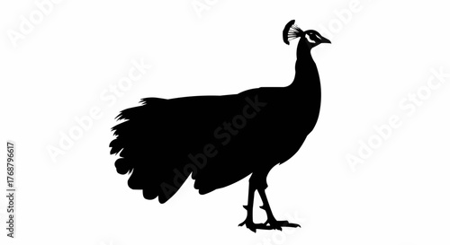 Silhouette of a peacock standing with its head held high and feathers displayed elegantly on white
