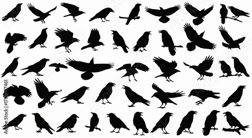 Silhouette depiction of many crows in various poses including flying perching and standing on the ground