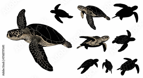 Illustration showing a group of sea turtles in various poses and silhouettes on a white background