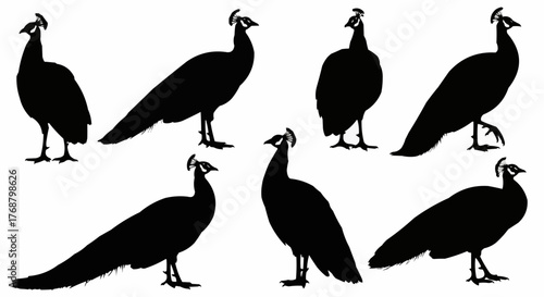 Silhouette illustration of seven peacocks in various poses against a white background scene art design