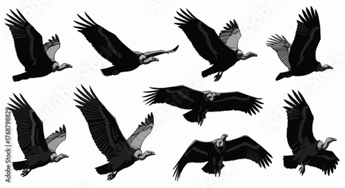 A group of vultures in various stages of flight with wings spread against a white background in monochrome style