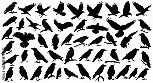 Silhouette illustration showing a large group of crows in various poses and orientations against white