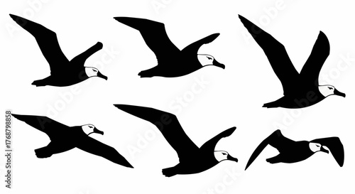 Silhouette depiction of several albatrosses soaring in different flight positions against a white background