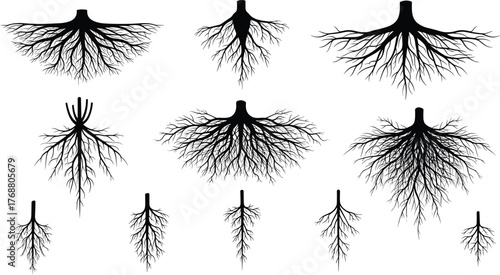Collection of various tree root systems and plant structures in a graphic illustration