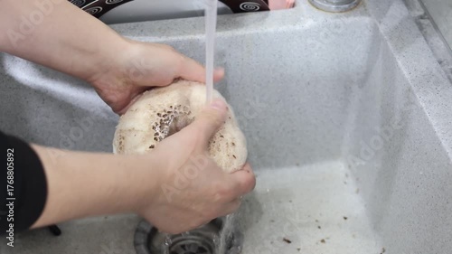 Woman holding and washing parasol mushroom under running water