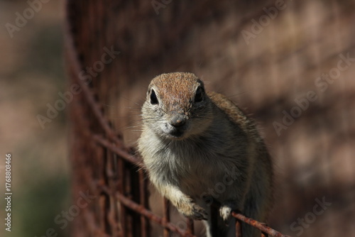 A White-tailed antelope squirrel in Arizona
