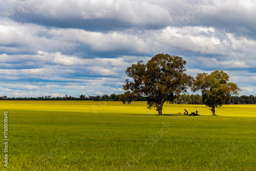 Clouds over the green crops in the Riverina countryside