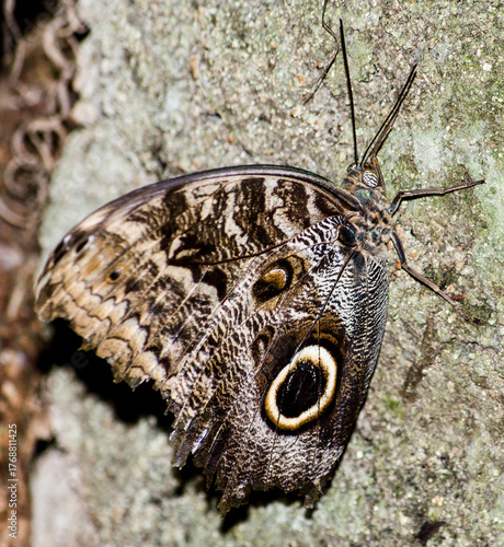 Multiple Butterflies of varios colorsand types with high quality photography