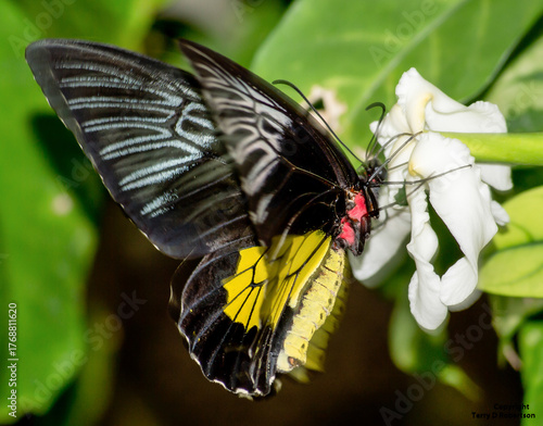 Multiple Butterflies of varios colorsand types with high quality photography