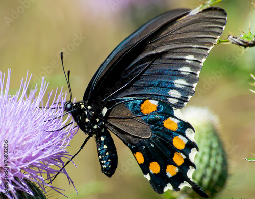 Multiple Butterflies of varios colorsand types with high quality photography