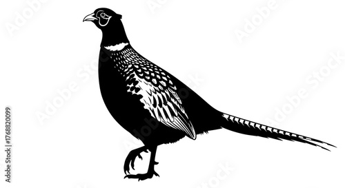 Elegant black pheasant silhouette poised for movement, showcasing its distinctive plumage and long tail feathers in a striking graphic.
