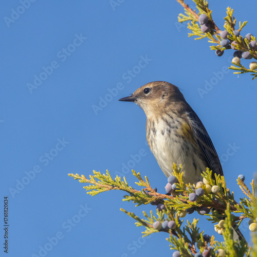 Behang Female Yellow - rumped Warbler in a cedar tree in Ontario