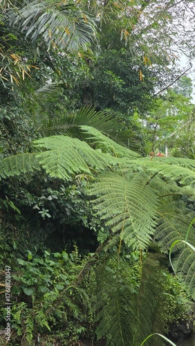 Giant Ferns in Dense Tropical Jungle
