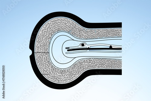 Detailed anatomical illustration of a cross-section of a blood vessel showcasing its layers and components