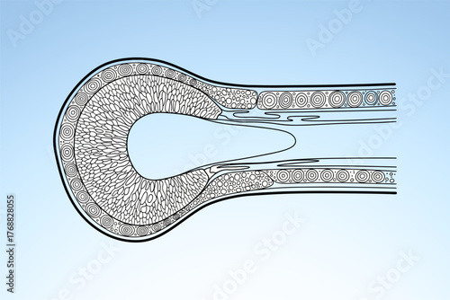 Detailed illustration of a blood vessel cross-section showing cellular structure and flow dynamics