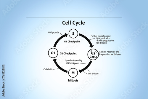 Diagram illustrating the cell cycle phases including G1, S, G2, and M checkpoints, with growth and division processes