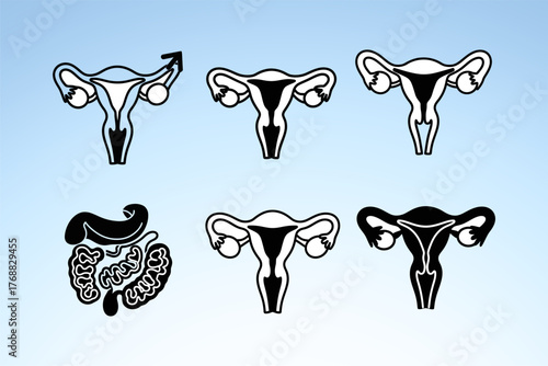 Illustrations of female reproductive system with arrows indicating various functions and connections