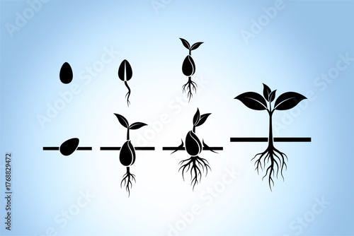 Illustration of plant growth stages from seed to sprout with roots on a soft blue gradient background