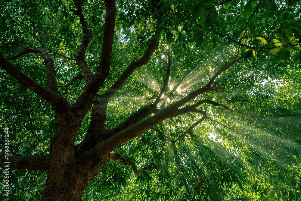 Naklejka premium Sunlight Streaming Through a Vibrant Green Tree Canopy in a Forest from Low Angle View Point