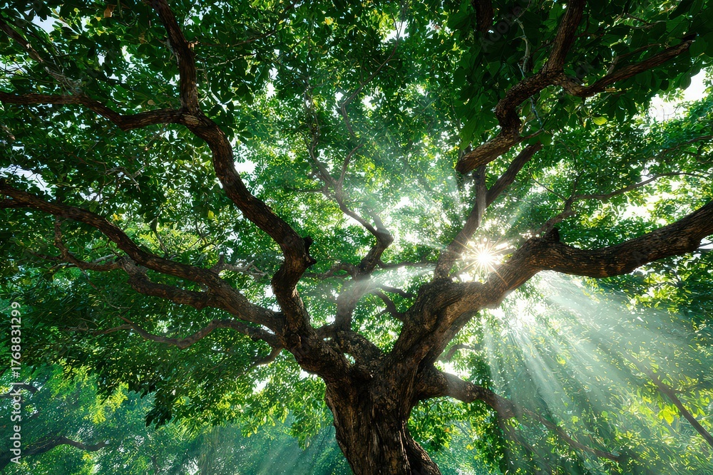 Fototapeta premium Sunlight Through Green Tree Canopy with Brown Branches and Dappled Lighting in Forest Ambiance Outdoors