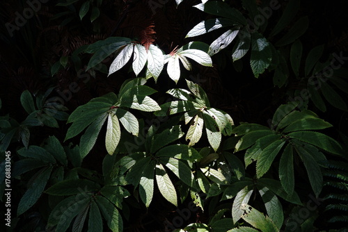 Parataniwha growing in a shaded glade in the Waitakere Forest
