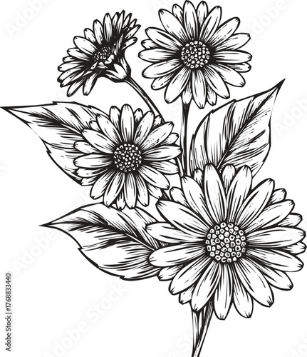 Hand drawn sketch of a bouquet of daisies, a beautiful floral arrangement