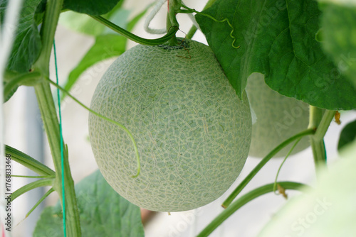 cantaloupe melon in greenhouse