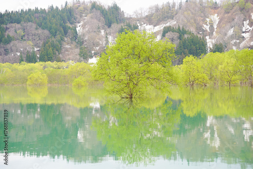 山形県白川湖の水没林