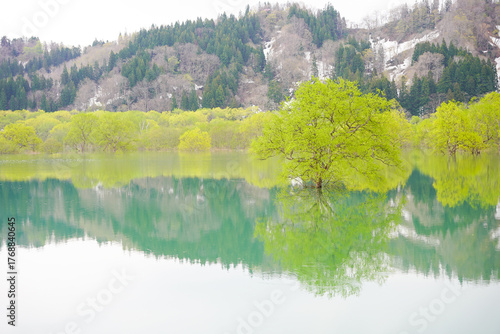 山形県白川湖の水没林