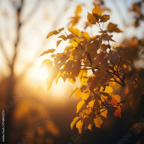 Golden Leaves on Tree Branch during Sunset with Sunlight in Autumn