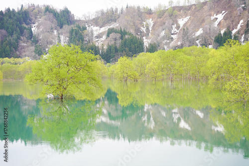 山形県白川湖の水没林