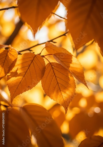 Golden Autumn Leaves Close Up Shot with Sunlight in Background