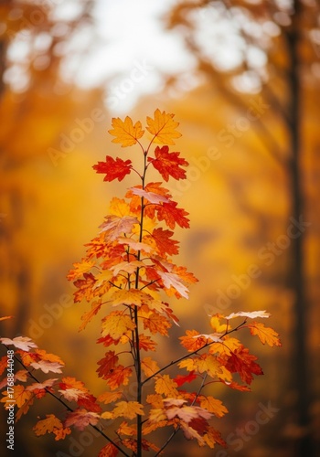 Vibrant Autumn Maple Sapling Leaves Against Forest Background