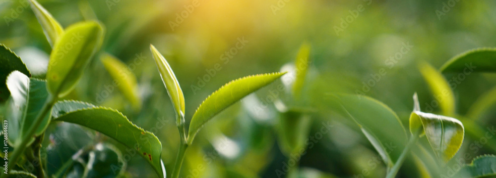 Obraz premium Banner Green tea tree leaves field young tender bud herbal Green tea tree in camellia sinensis organic farm. Panorama Fresh Tree tea leaf plant green nature in herbal farm background with Copy Space