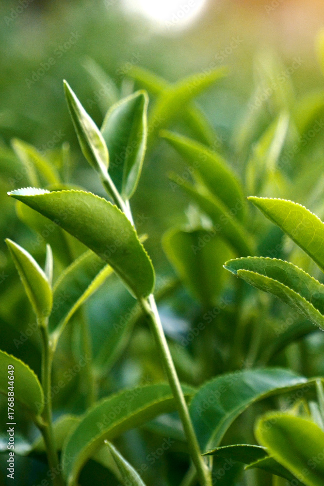 Obraz premium Vertical Green tea tree field Garden water hose landscape. Organic farm tender bud herbal Green tea tree camellia sinensis water. Vertical Close up Fresh Tree tea mountain green nature herbal farm