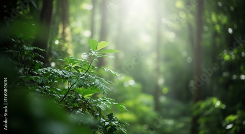 Green Leaves in a Lush Forest with Sun Drenched Background