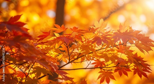 Bright Orange Autumn Leaves Branch in Sunlight Flare