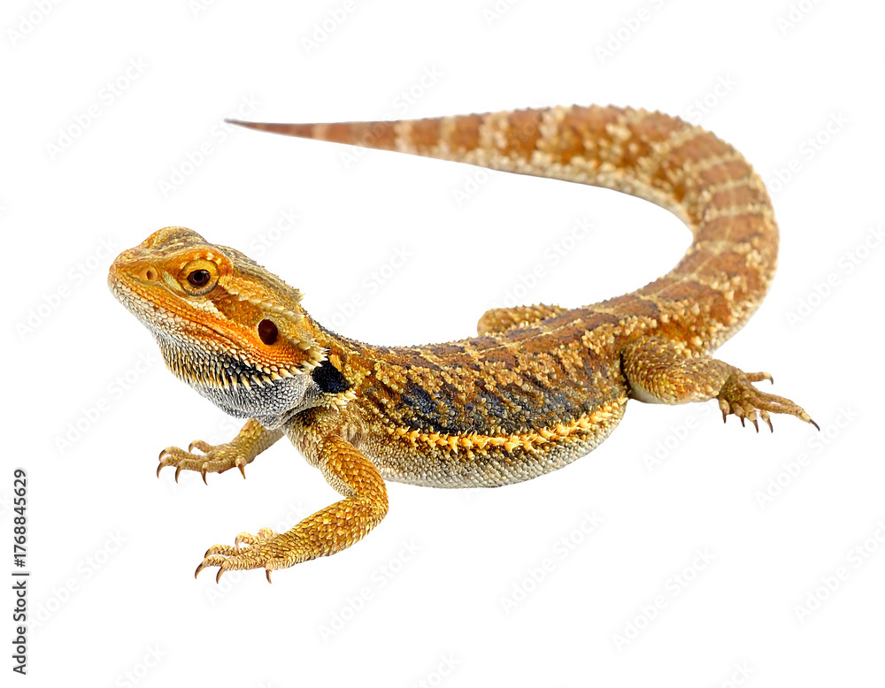 Naklejka premium A bearded dragon, with brown and tan scales, curling tail, and dark beard, on a transparent background