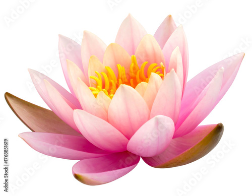 A captivating close-up of a pink lotus flower with vibrant yellow stamens, set against a stark black background