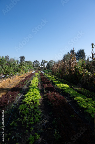 harvest in the summer