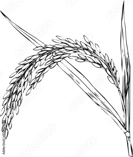 Black and white sketch of a rice stalk engraving art design