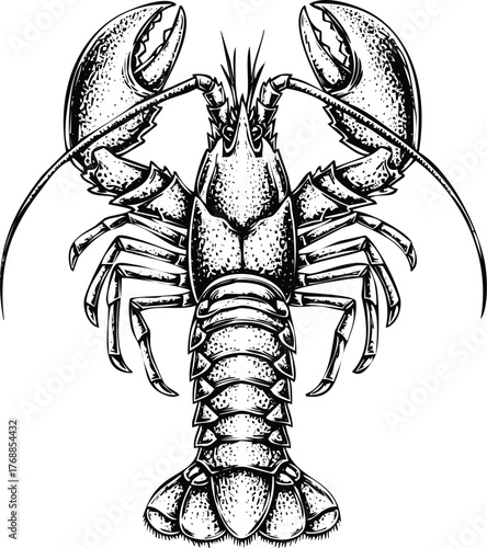 Detailed illustration of a lobster engraving art design