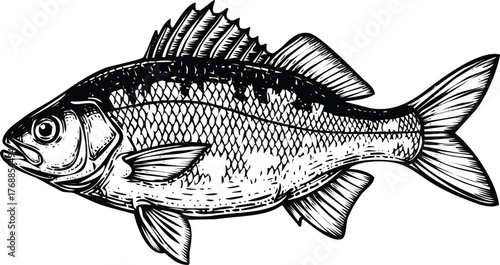Handdrawn fish engraving art design