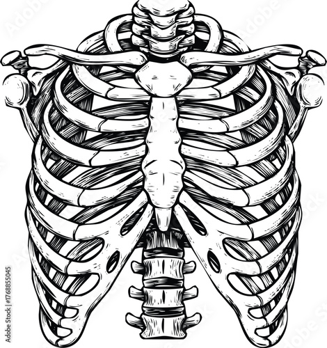 Anatomical illustration of a human rib cage engraving art design