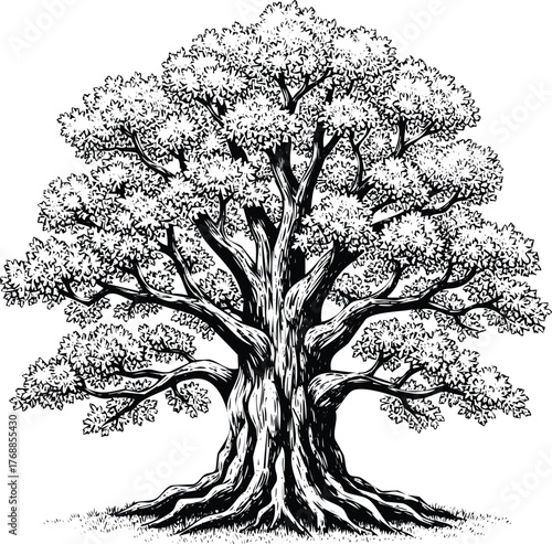 Magnificent ancient oak tree with sprawling branches, engraving art design