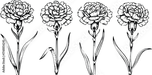 Four handdrawn carnation flowers with leaves engraving art design